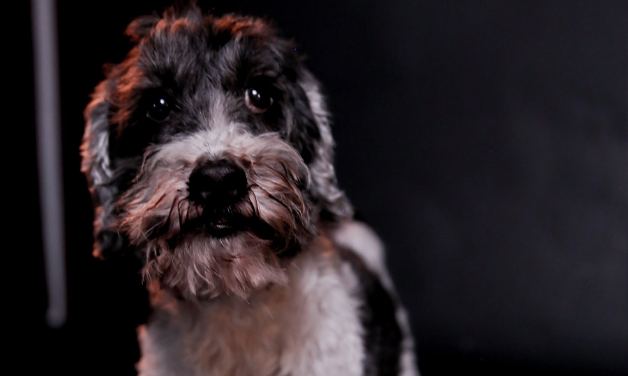 lindo cachorro collie barbudo triste inglês velho cão pastor