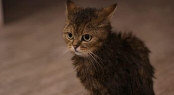 Hábito estranho: saiba por que os gatos trazem animais mortos!