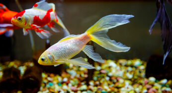 Tipos de peixe para ter no aquário