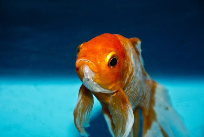Peixe-dourado no aquário.
