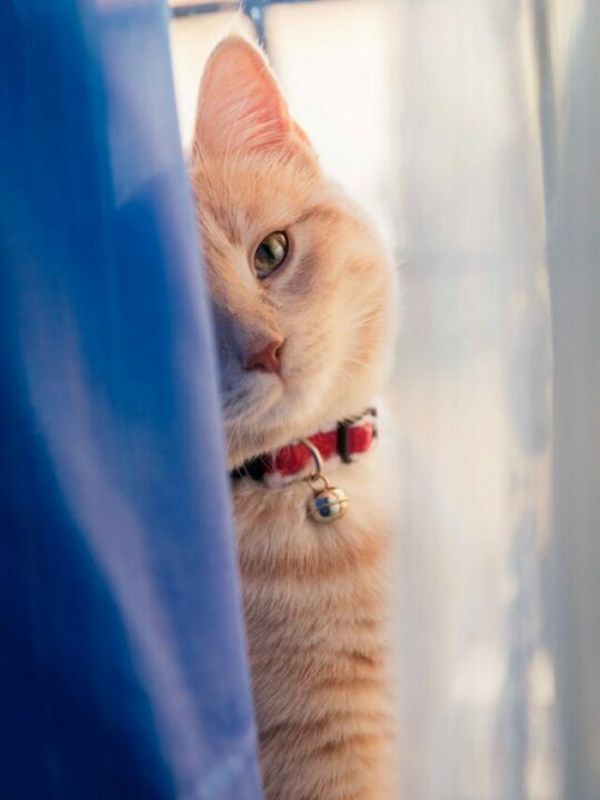 pexels-matteo-petralli-1828875