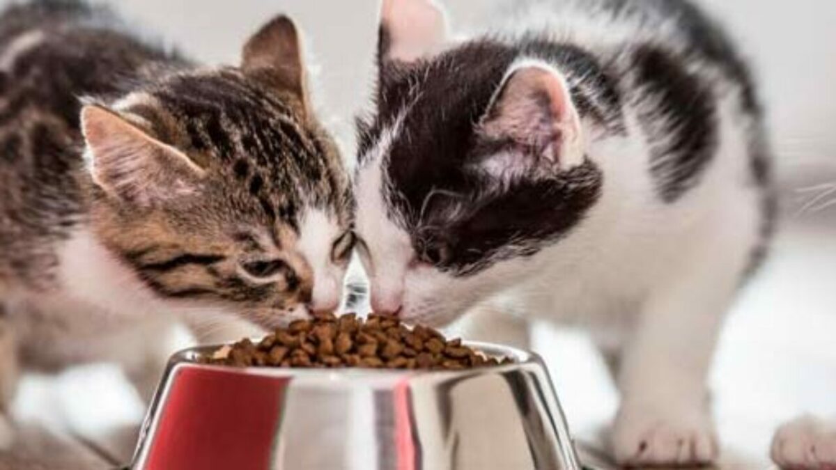 gatos-comendo-1280x720