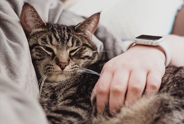 gato dormindo com tutor.