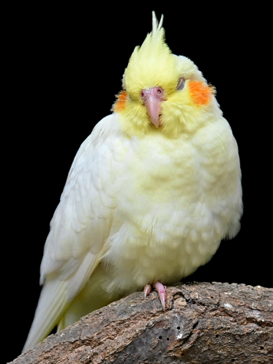 Calopsita em cima de tronco.