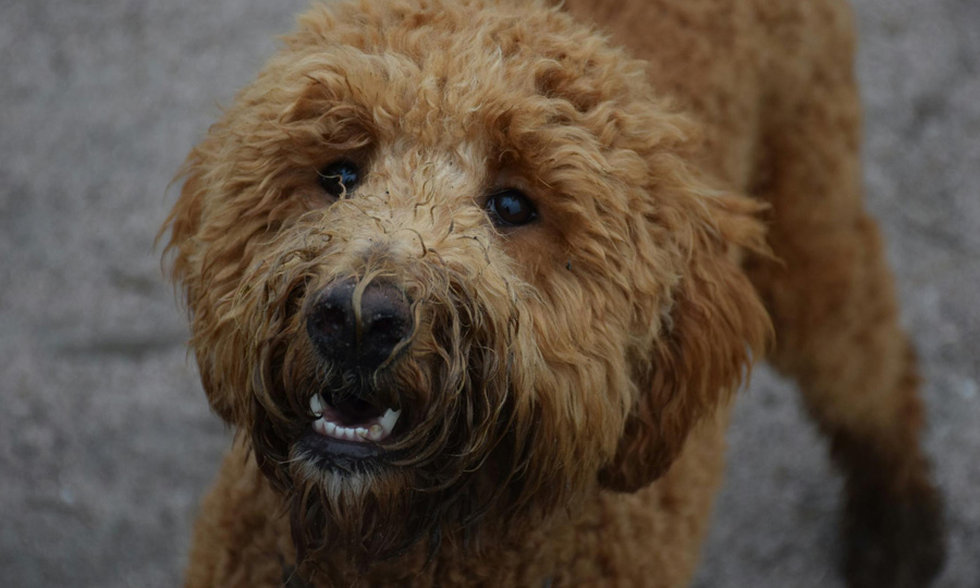 goldendoodle