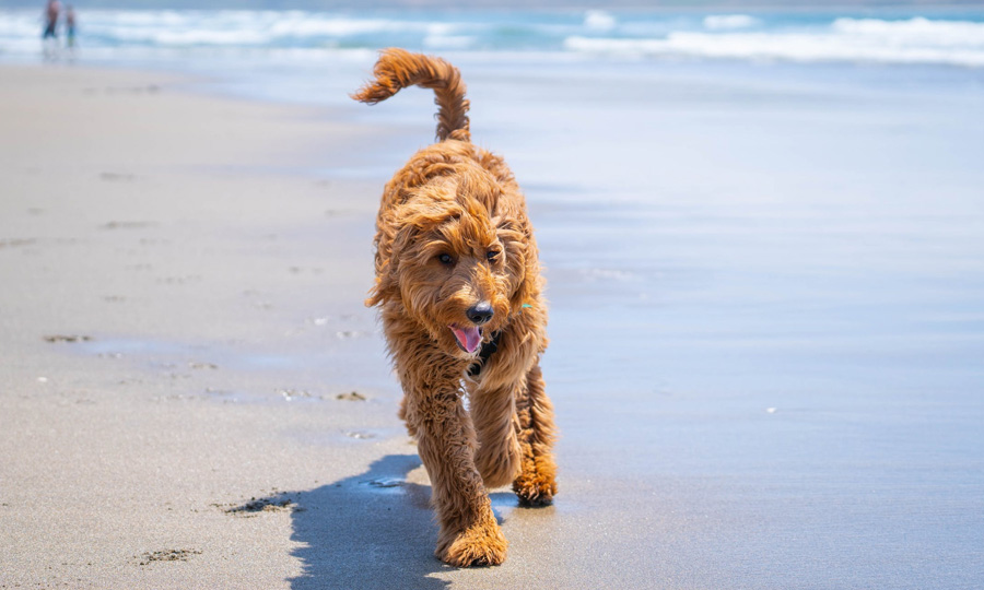 goldendoodle