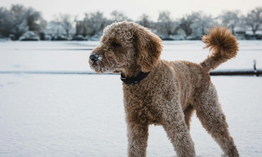 goldendoodle