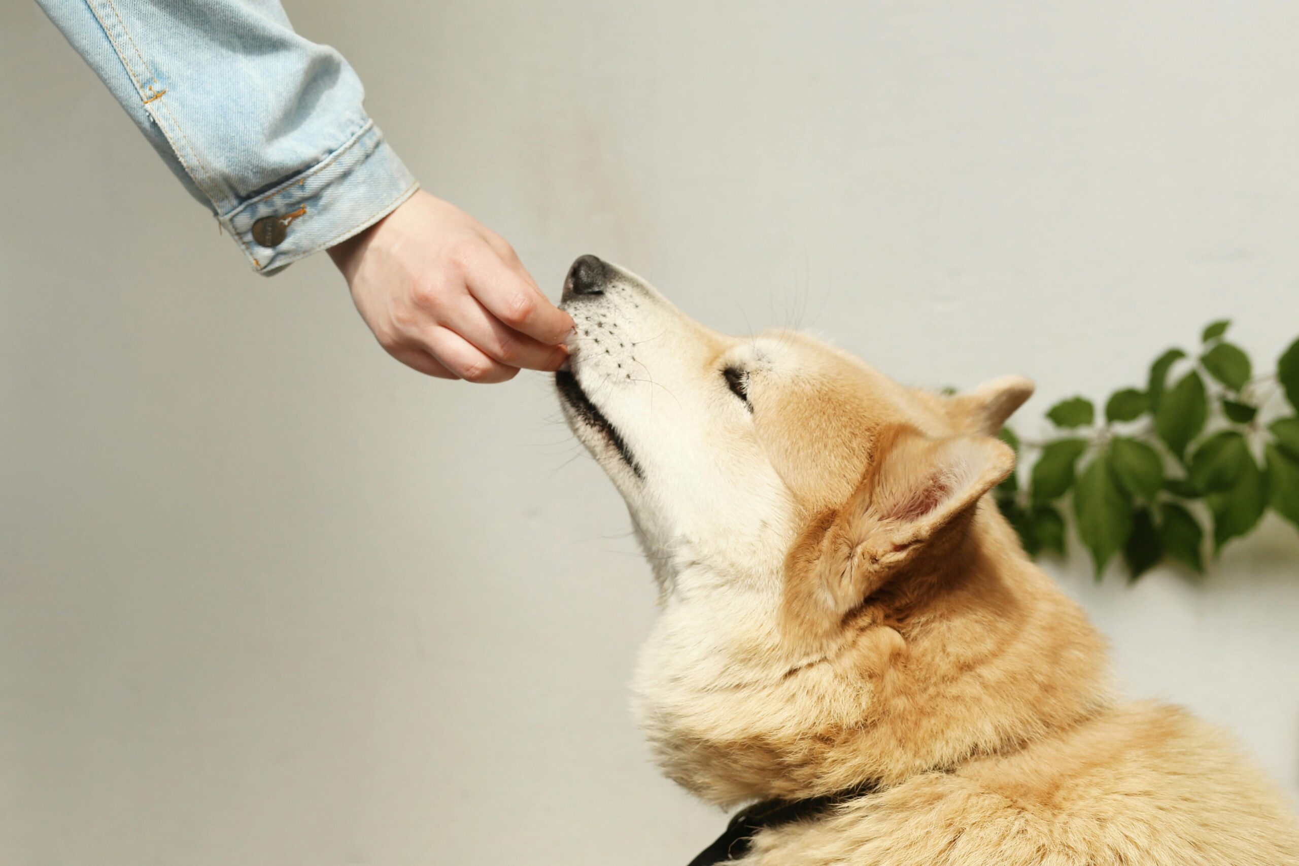 Melhor antipulgas para cachorro: como escolher o ideal? 3 Tutor dando comprimido para cachorro.
