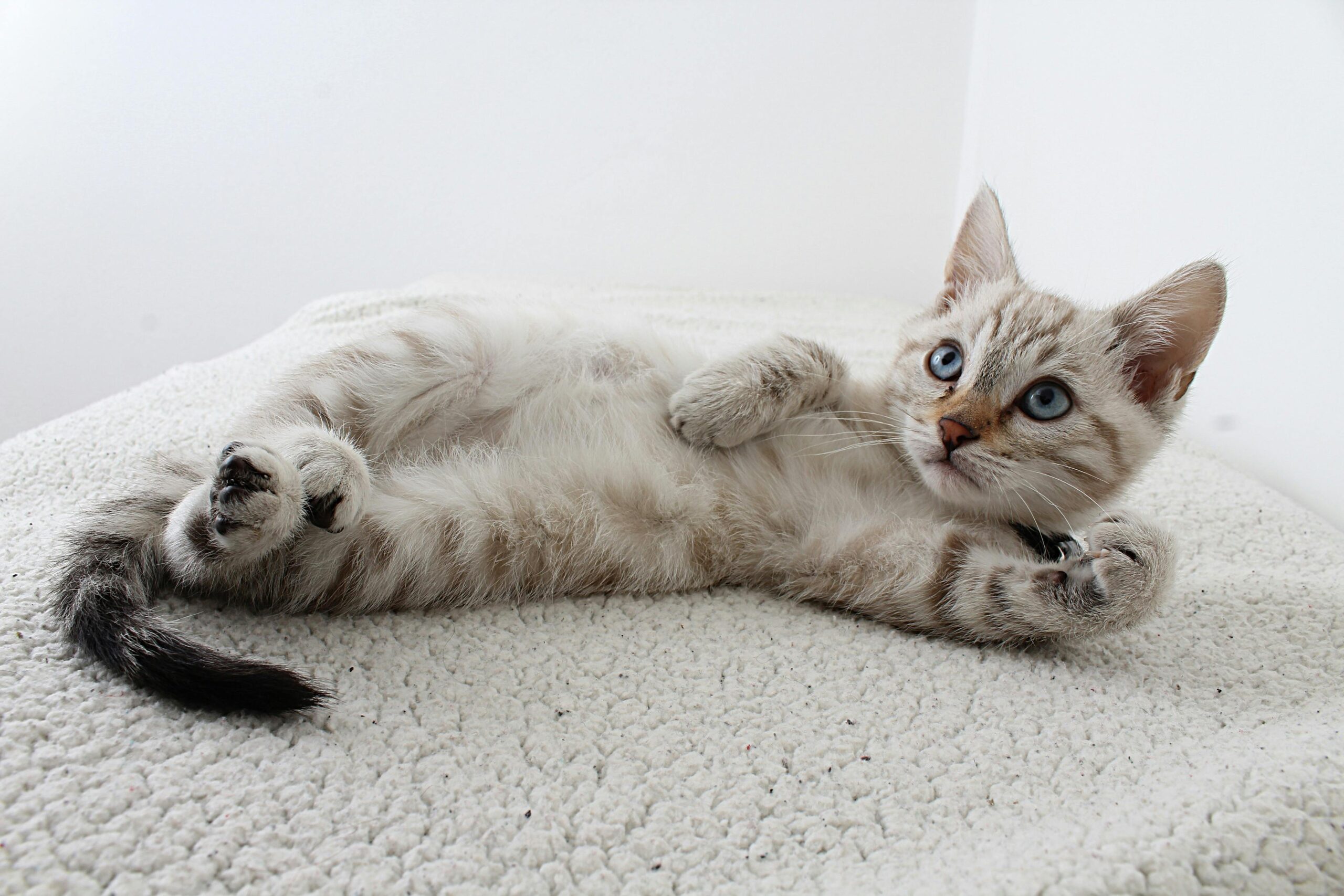 Gato de pelo rajado deitado com a barriga para cima.