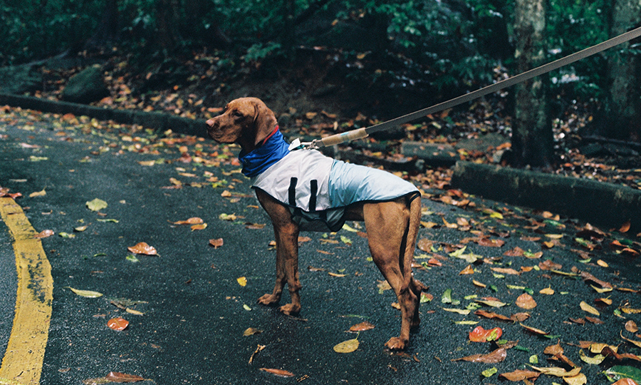 cachorro na chuva usando capa 90s zeedog1