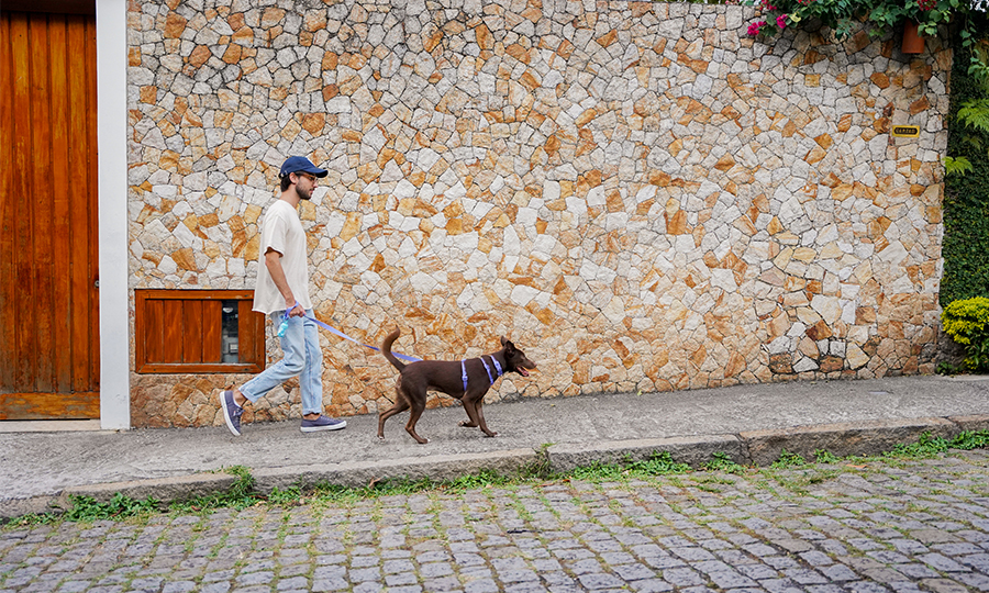 cachorro pega dengue 1