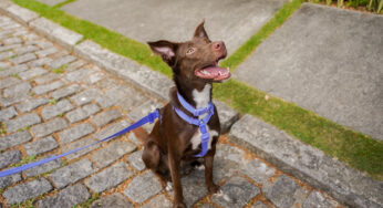 Cachorro pega dengue?