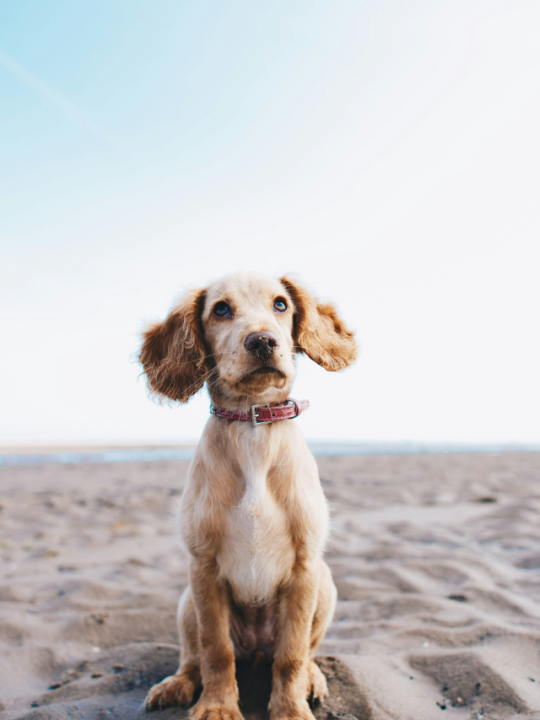 Cachorro sentado na areia da praia.