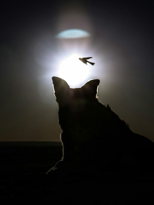 patrick-hendry-G3QOSOUp3DE-unsplash