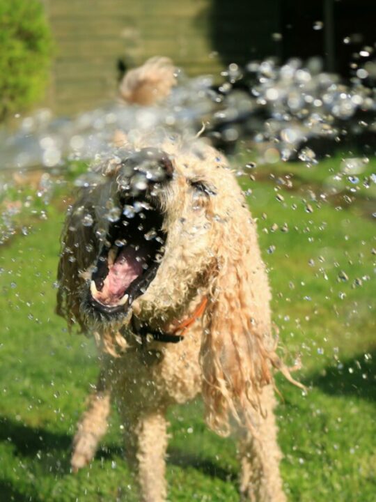 pexels-jack-geoghegan-1044056