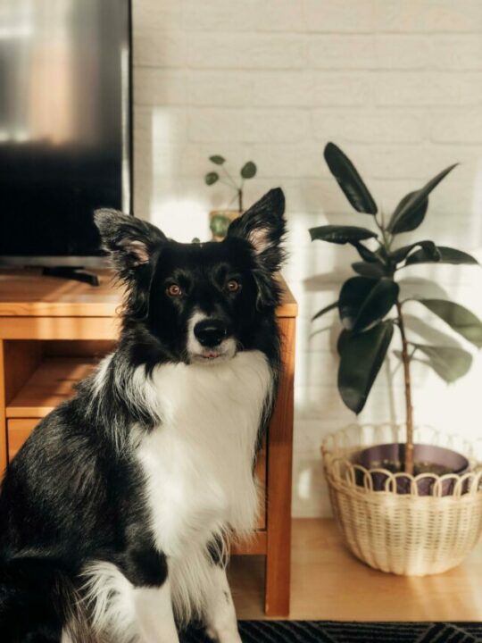 pexels-leyla-kılıç-11755700