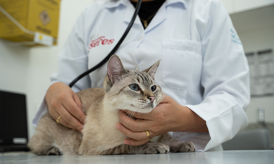 cuidados para gatos