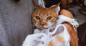 Cuidados para gatos: ciclo de prevenção veterinária