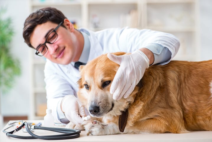 Veterinário tentando escovar dente de cachorro.