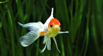 Como cuidar de peixes ornamentais