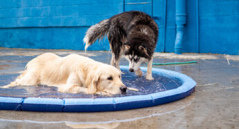 Eventos Pet Friendly
