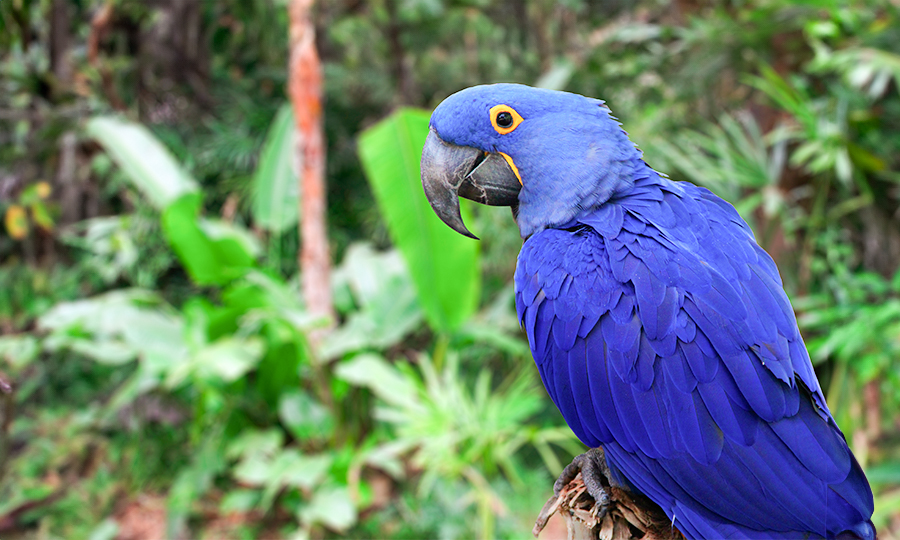 Arara azul num galho.