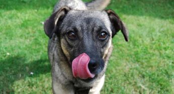 Cachorro pode comer beterraba cozida? Veja legumes bons para o cão