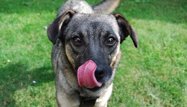 Cachorro passando a língua no focinho.