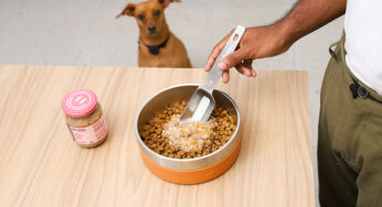 Cachorro pode comer hambúrguer