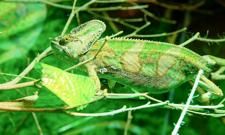 Camaleão em cima de galho.