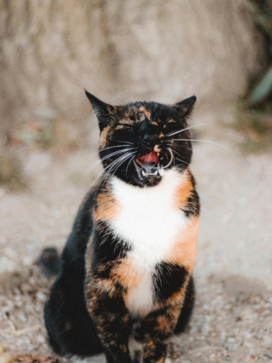 Gato com pelos branco, preto e laranja miando.