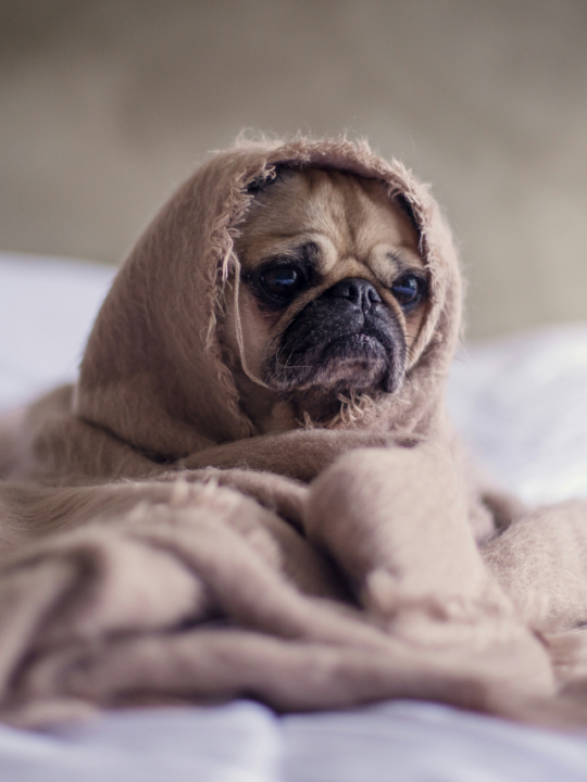 Cachorro pug enrolado na coberta.