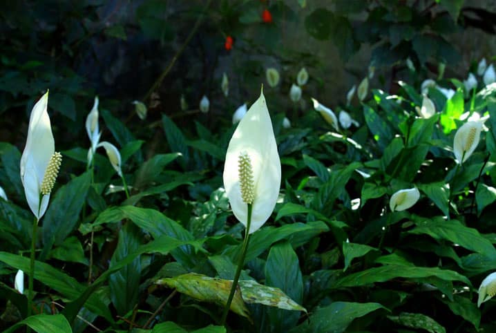 Jardim com lírio-da-paz.