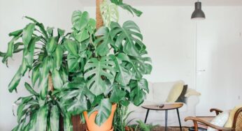 Como fazer muda de costela de adão e cuidar da plantinha