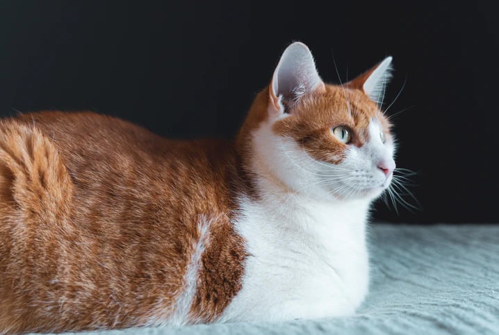 Gata laranja e branca deitada.