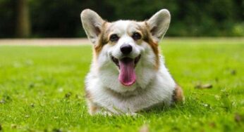 Como saber que a cachorra está no cio: sintomas e quanto tempo dura