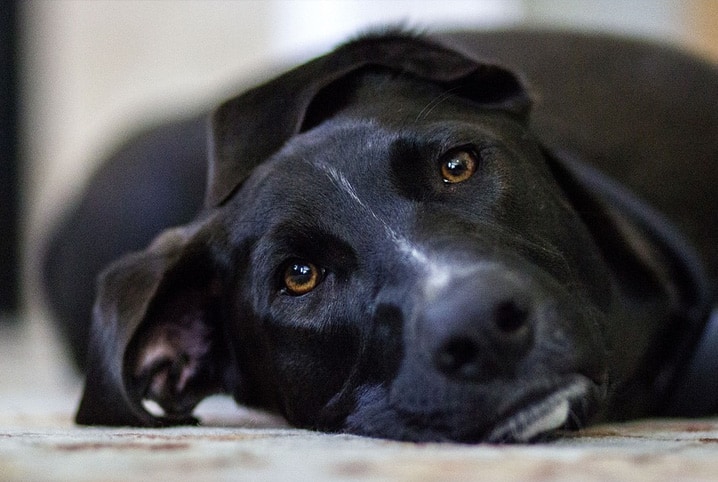 Cachorro deitado no chão.