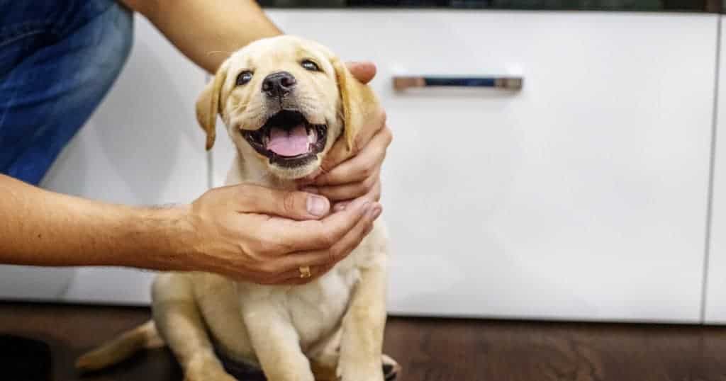 Cachorro labrador filhote.