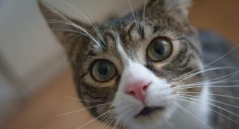 Tem como saber se o gato é castrado ou não?