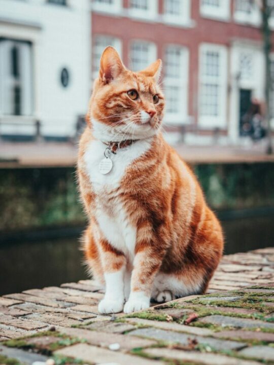 lloyd-dirks-R1oSj2m-7Ks-unsplash (1)