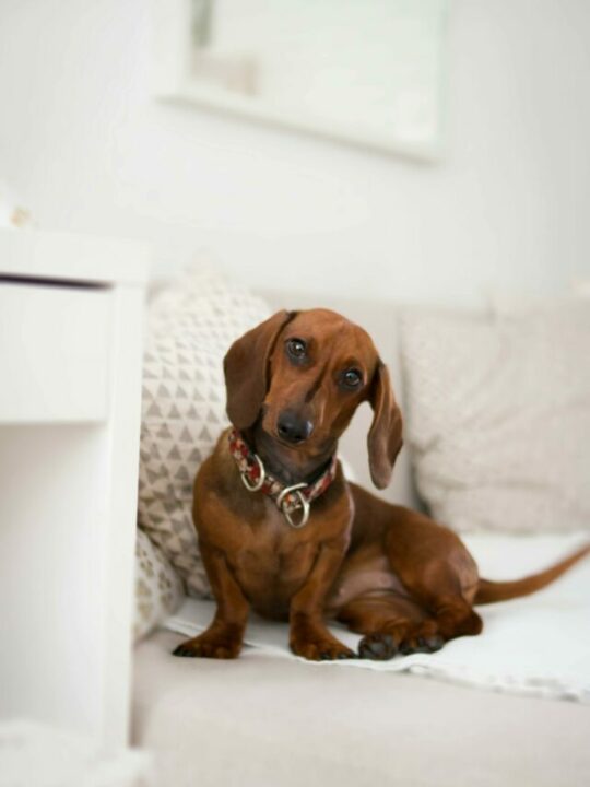 pexels-dominika-roseclay-1139794