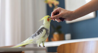 Enriquecimento ambiental para aves
