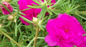 Flores brasileiras: lindas e apaixonantes