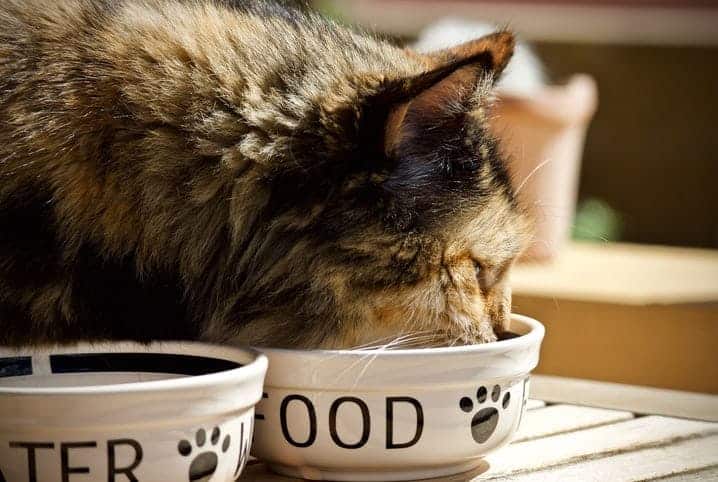 Gato comendo no comedouro branco escrito "food".