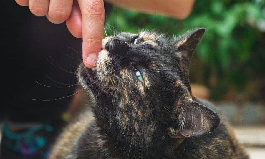 Gato lambendo o dedo indicador da mão de uma pessoa.