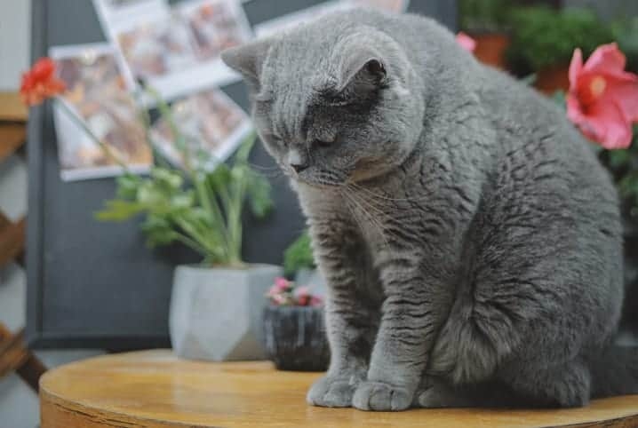 Gato cinza com a cabeça abaixada.