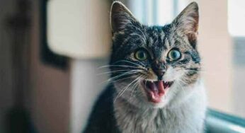 Saiba se gato tem dor de cabeça e como ajudá-lo!