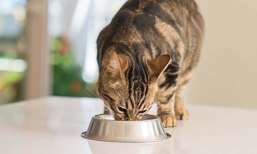 Gato comendo no comedouro de aço inox.