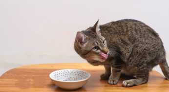 Gato pode comer abobrinha?