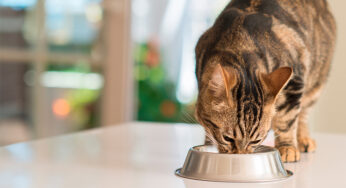 Gato pode comer ameixa?